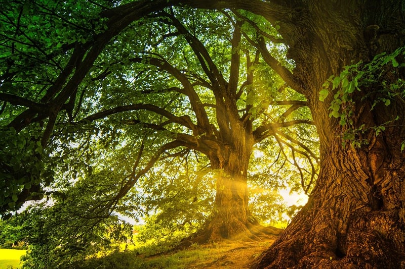 Enchanted Forest Elements