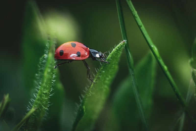 Tiny Garden Tips
