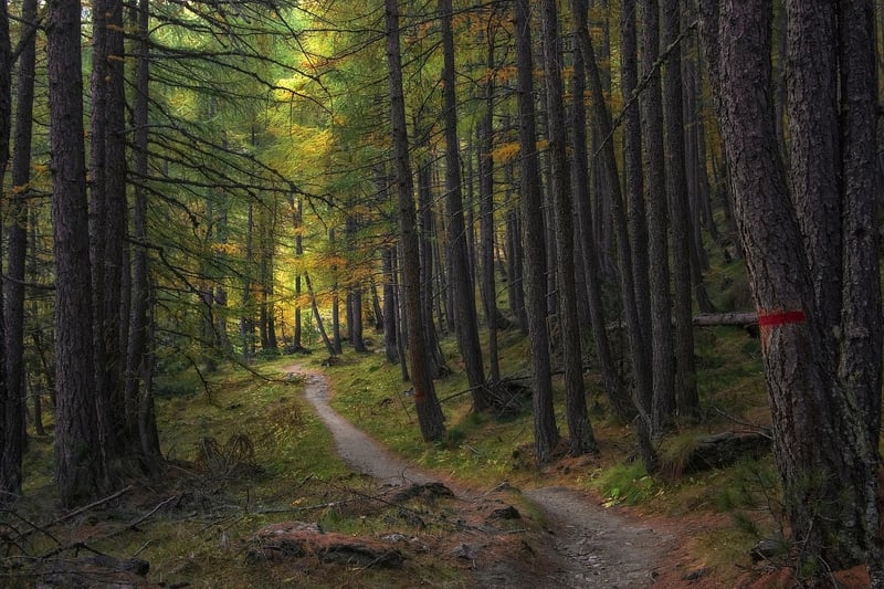 Enchanted Forest Greenery