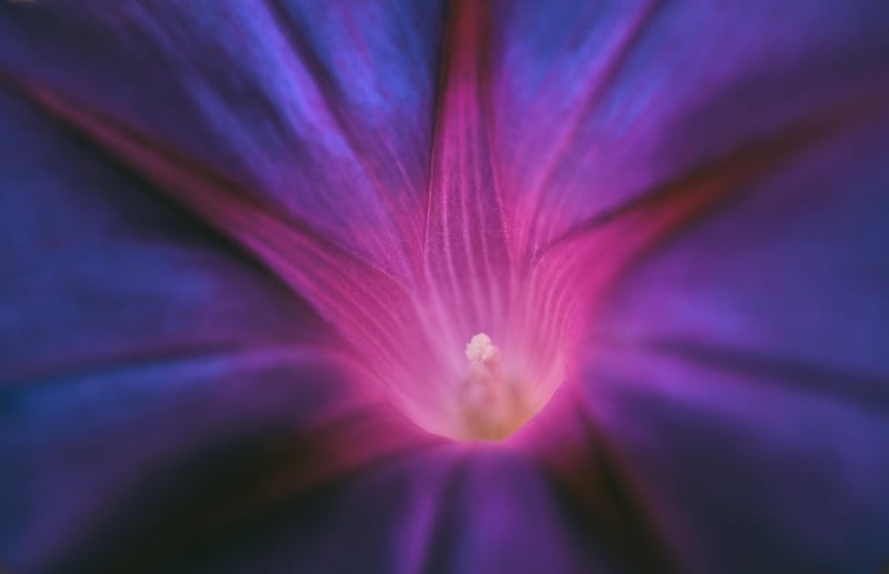 Glowleaf plant