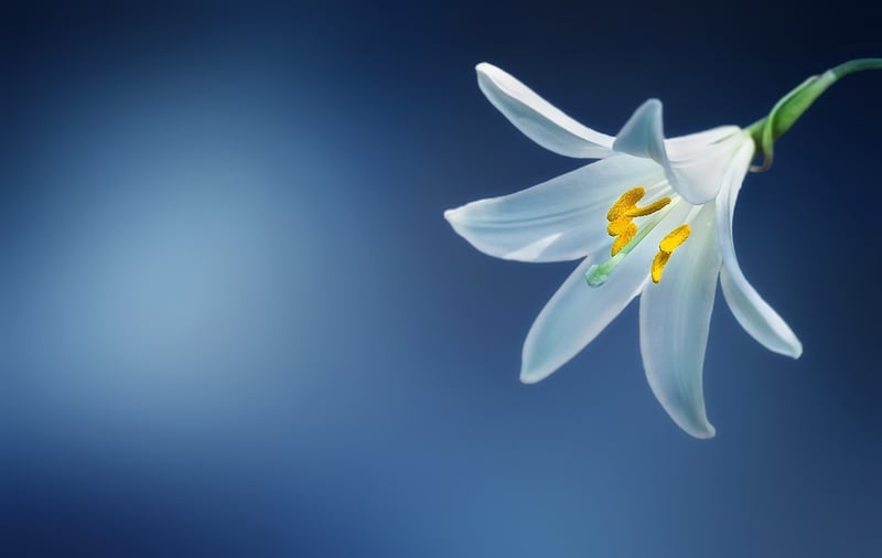 Moonlight Lily