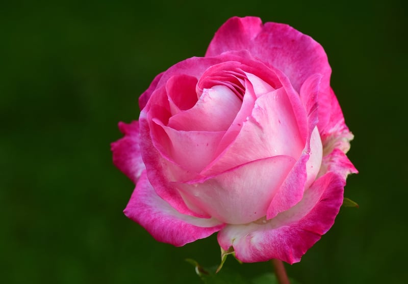 Starlight Rose