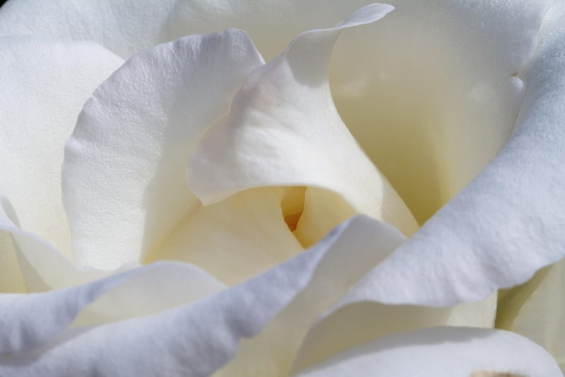 Moonlight Roses