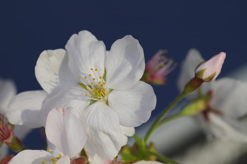 Celestial Blossom flower
